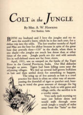 Colt on the Trail story