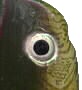 eyepaint.jpg (2495 bytes)