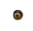 eyetack.jpg (2925 bytes)